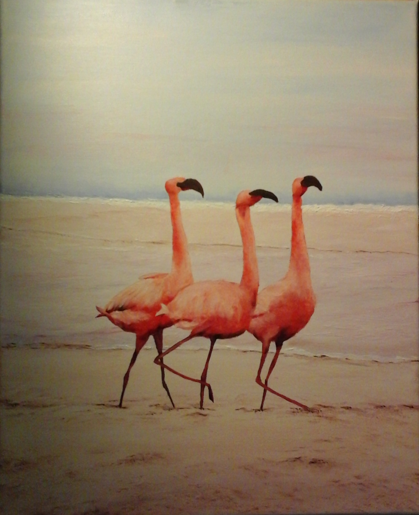 flamands roses