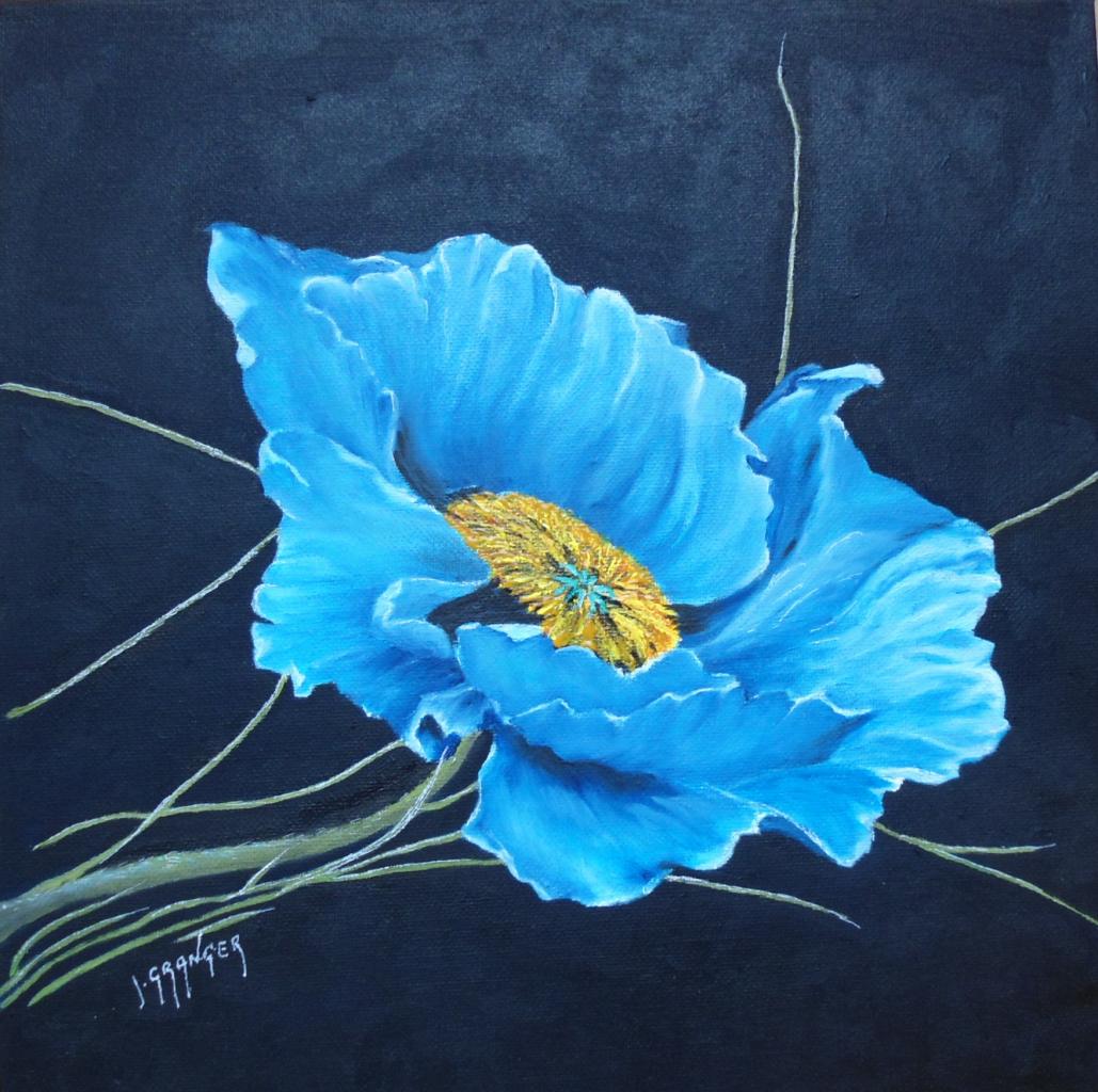 Fleurs - Pavot bleu